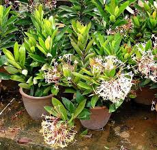 Image result for Ixora seretii