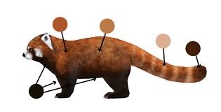 Repeat this process on the other side to form a mirror image. How To Draw Animals Red Pandas And Raccoons