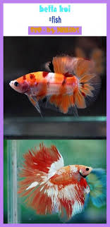 Betta Koi Betta Betta Koi Betta Koi Betta Koi Betta Tank Betta Fish Betta Care Betta Art Betta Aquarium B In 2020 Watercolor Fish Fish Sketch Fish Drawings