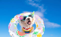 Summer Pup Treat Lab- Pupsicles