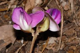 Image result for Vigna pygmaea