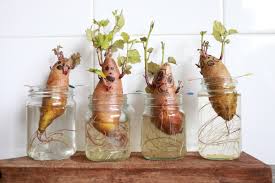 Image result for food creativity