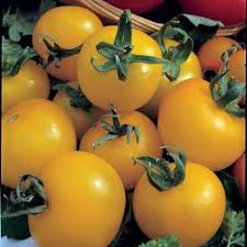 Plant tomato seeds ¼ inch deep into small containers of potting soil, making sure to keep soil moist. Buy Tomato Or Solanum Lycopersicum Golden Sunrise Tomato Golden Sunrise 2 29 Delivery By Crocus