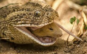 It's amazing that spiders can eat animals bigger than themselves. What Animals Eat Mice