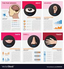 The Five Senses Chart Diagram Infographic
