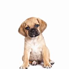 Born december third, wormed, socialized and raised in home with parents on site. Puggle Puppies For Sale