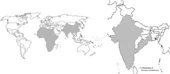 Image result for Vernonia karaguensis