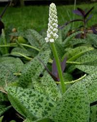 Image result for Lobelia petiolata