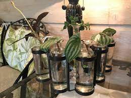 First, look for a spider plant baby that has little nubs on it. How To Water Propagate Houseplants