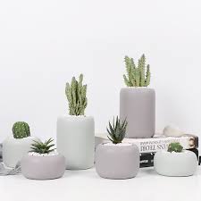 Gentile tatiana, molte succulente sono originarie di zone del globo in cui gli inveri sono caratterizzati da temperature decisamente rigide; Sconto Piante Succulente Di Piante 2021 Piante Succulente Di Piante In Vendita Su It Dhgate Com