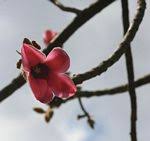 Image result for Triplochiton zambesiacus