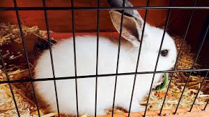 How do you build a bunny cage? 10 Best Indoor Rabbit Cages Of 2021 Reviews Top Picks Pet Keen
