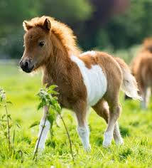 Is A Pony A Baby Horse Let S Check The Facts To Find Out Horse Racing Sense Cute Baby Horses Baby Farm Animals Cute Horse Pictures