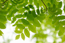 I was blessed with a teaching position here, but i hail from maine. How To Identify Deciduous Trees By Their Leaves
