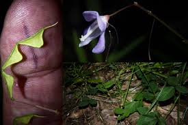 Image result for Hylodesmum