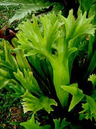 Image result for Microsorum punctatum