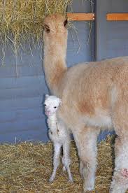 How much do cows weigh in a typical herd? Camel Zooborns