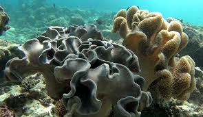 Image result for Sarcophrynium