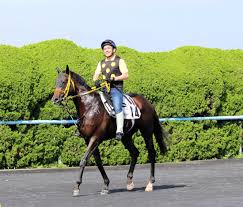 函館競馬のダートコースで追い切ったウェスタールンド photo by スポニチ 「第26回エルムs」（8日、函館）は9歳馬ウェスタールンド（セン＝佐々木. Uj92r Ghxuwr9m
