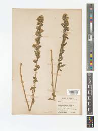 Image result for Erigeron sumatrensis