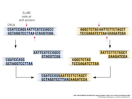 What is the ratio of also label this in your picture! What Makes Dna Sticky Ends Sticky Biology Stack Exchange