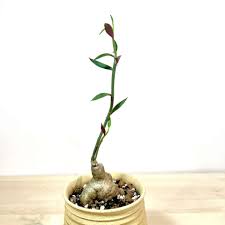 Image result for Monadenium crenatum