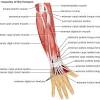 The muscles of the arm that can be seen easily on the surface include: 1