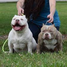 Xxl pitbull pups for sale. Free Pitbull Puppies Toronto