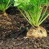 A large, yellow rooted beet that can reach 10 pounds! Https Encrypted Tbn0 Gstatic Com Images Q Tbn And9gcrrmzom Hnkuucnwcygpt8jqooj0ss5cwd8mtsqeo1rw31ovlxm Usqp Cau