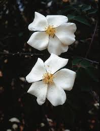 Image result for Rosa laevigata