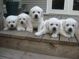 Akc registration yellow labrador's, they look like white labrador's, some say cream looking. Polar Bear White Labrarador Puppies