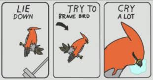 Talonflame The Brave Wiki Pokemon Amino