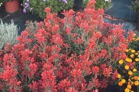 Image result for Dicliptera pumila