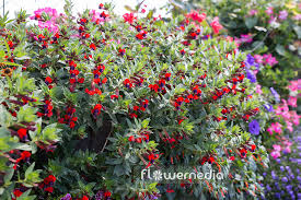 Image result for Cuphea llavea