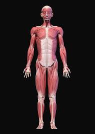 Spending hours at a time in front of a computer screen or sitting in the same position all day can seriously affect your muscle, joint, and bone health. Full Body Male Muscular System Front Photograph By Pixelchaos