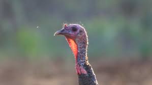 Get inspired by our community of talented artists. Wild Turkey Jake Immature Male Stock Footage Video 100 Royalty Free 2167472 Shutterstock