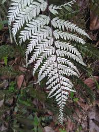 Image result for Pityrogramma argentea