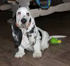 American Black And White Hound Dog Bassett Hound Basset Hound Puppy Basset Hound Dog Basset Hound