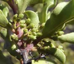 Image result for Euclea undulata