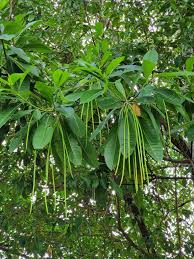 Image result for Alstonia boonei