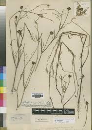 Image result for Bidens oligoflora