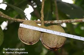 Image result for Voacanga bracteata