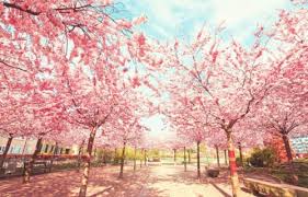 Sketsa bunga sakura pohon bunga sakura disana mewarnai flower. Lukisan Bunga Sakura Yang Mudah Ditiru Cara Mewarnai Bunga Sakura 733460 Hd Wallpaper Backgrounds Download