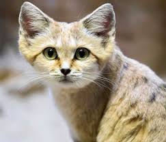 Le Chat Des Sables Morphologie Alimentation Mode De Vie Ajouter la farine mélangée à la levure petit à petit jusqu'à obtenir une boule (il se peut que vous n'utilisiez pas toute la quantité de farine). le chat des sables morphologie