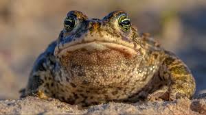 Resultado de imagen de sapo