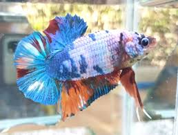 Naaahh… bagaimana masbro dan mbaksis… sudah terlihat jelas kan perbedaan ikan koki jantan dan betina…????? Jual Kancil Untuk Jadi Penternak Ikan Laga Utusan Borneo Online