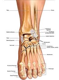 License image the bones of the leg are the femur, tibia, fibula and patella. Ankle Bones Diagram Koibana Info Foot Anatomy Ankle Anatomy Human Anatomy