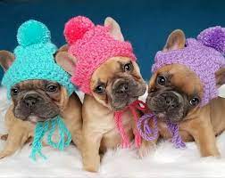Small Puppy Dog Holiday Knit Crochet Hats Beanie Toque Pompom Etsy French Bulldog Clothes Bulldog Puppies Bulldog