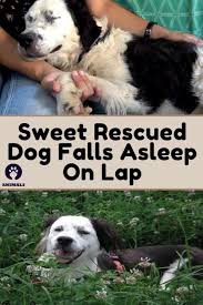 Dog Falls Asleep On Rescuer S Lap In 2020 Rescue Dogs Animals And Pets Dogs