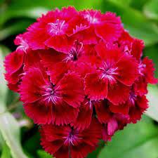 Dianthus Oeschberg Flower Seeds Dianthus Barbatus 200seeds Flower Seeds Sweet William Flowers Dianthus Barbatus